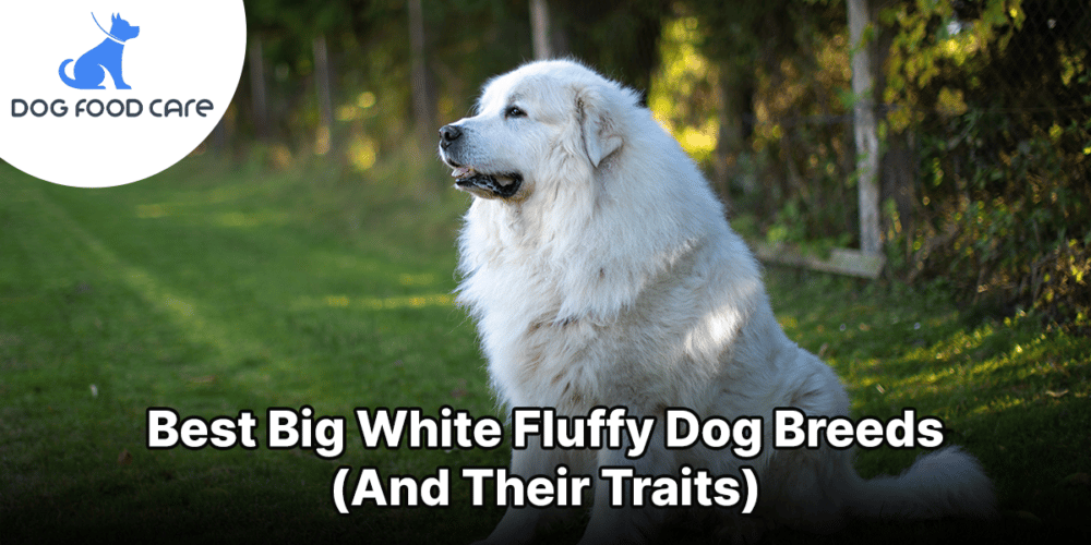 10 big white fluffy dogs dogfoodcare.com