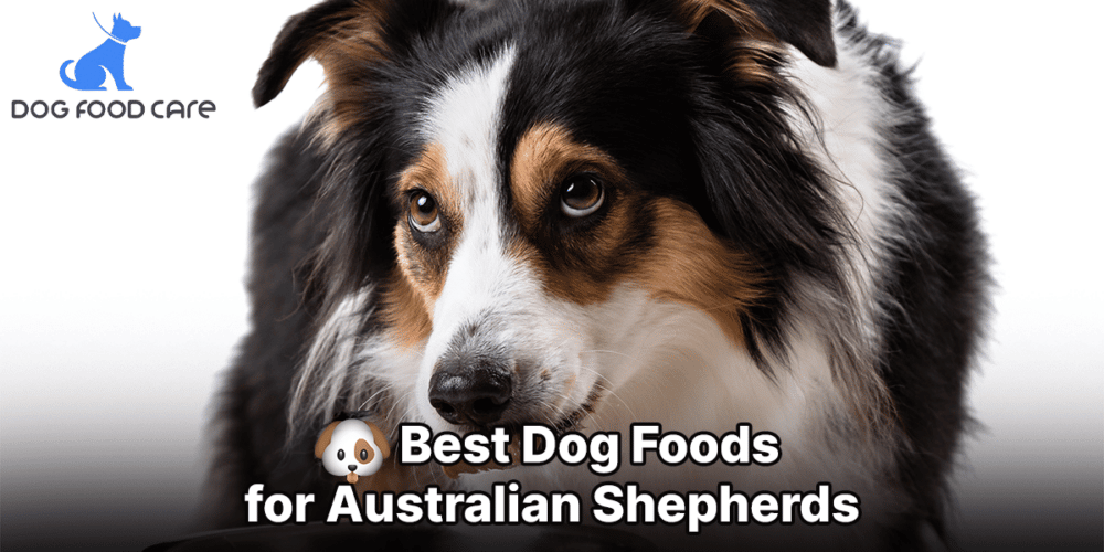 Best Dog Foods for Australian Shepherds