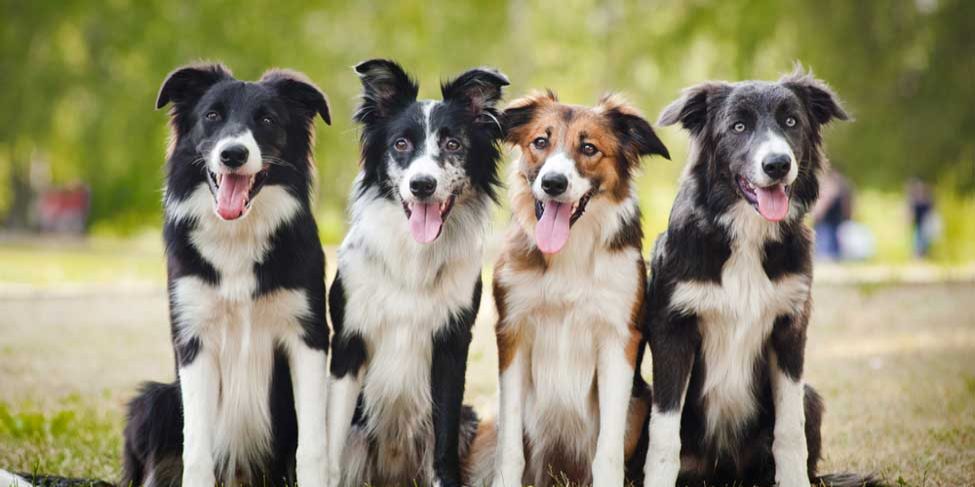 Border Collies