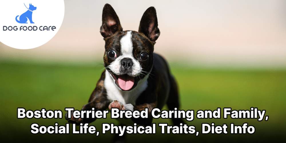 Boston Terrier Breed Caring and Family, Social Life, Physical Traits, Diet Info