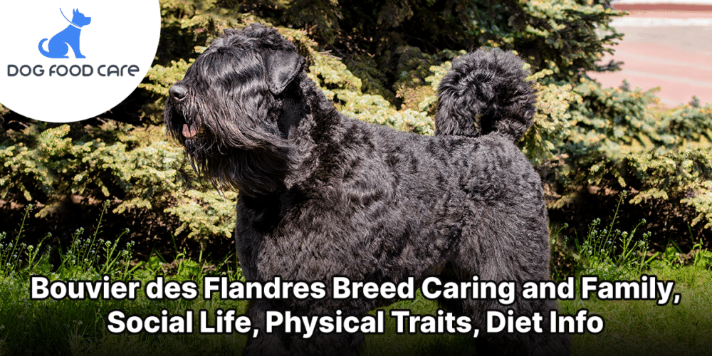 Bouvier des Flandres Breed Caring and Family, Social Life, Physical Traits, Diet Info