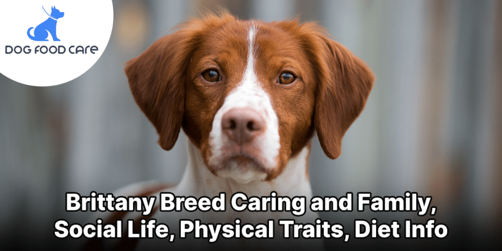 Brittany Breed Caring and Family, Social Life, Physical Traits, Diet Info