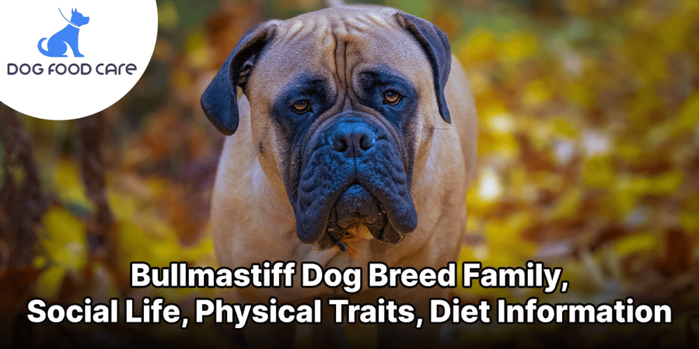Bullmastiff breed dogfoodcare.com