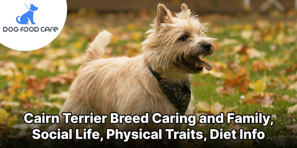 Cairn Terrier Breed Caring and Family, Social Life, Physical Traits, Diet Info