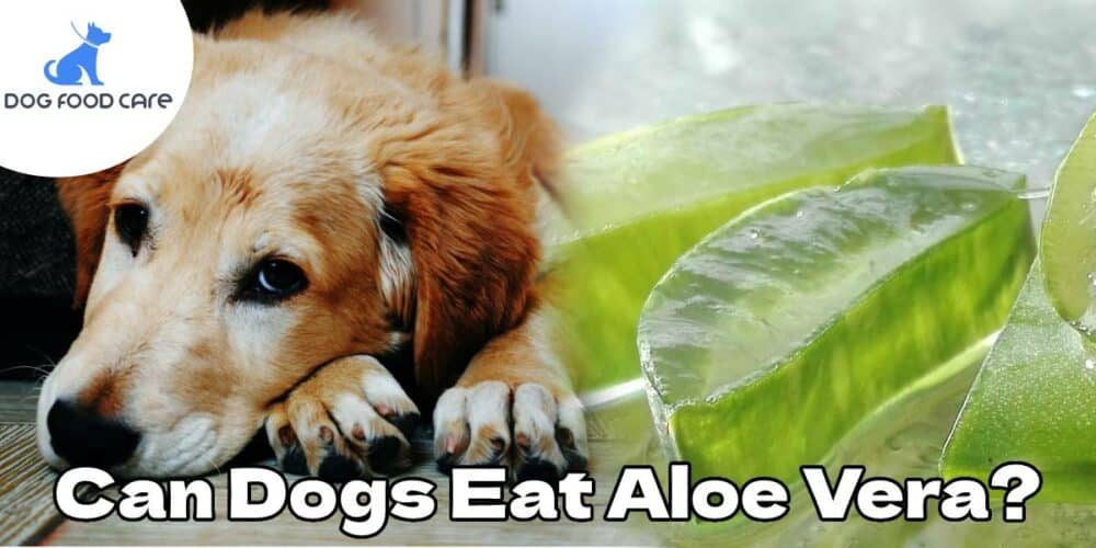 Can-Dogs-Eat-Aloe-Vera