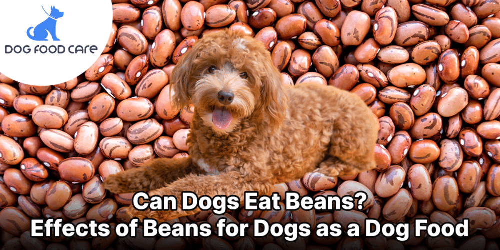 Can Dogs Eat Beans Effects of Beans for Dogs as a Dog Food