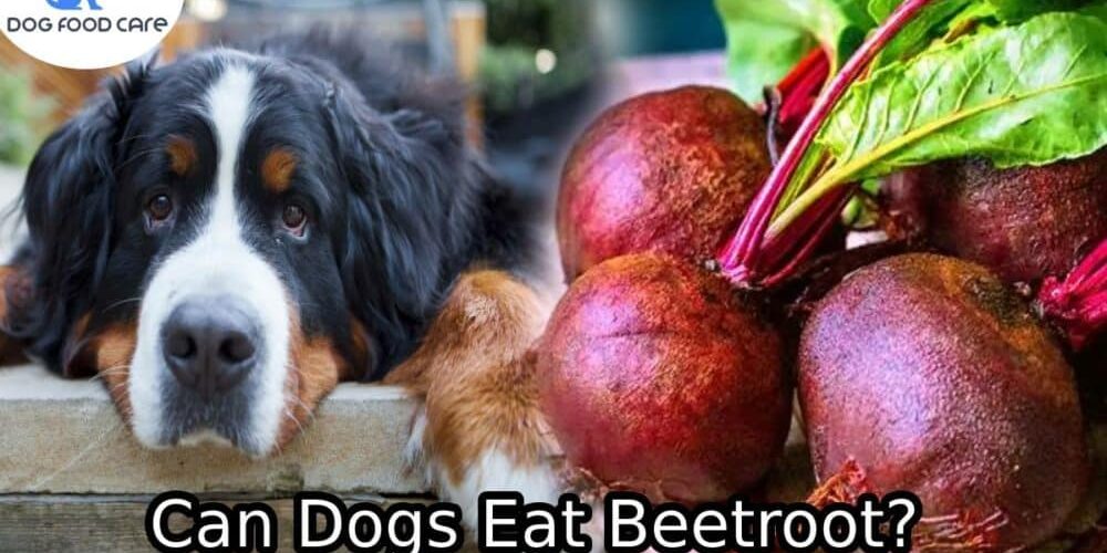 Can-Dogs-Eat-Beetroot