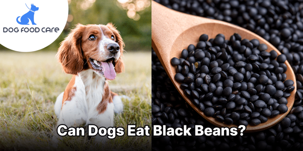 Can Dogs Eat Black Beans