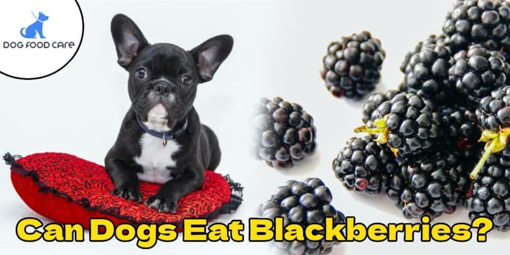 Can-Dogs-Eat-Blackberries