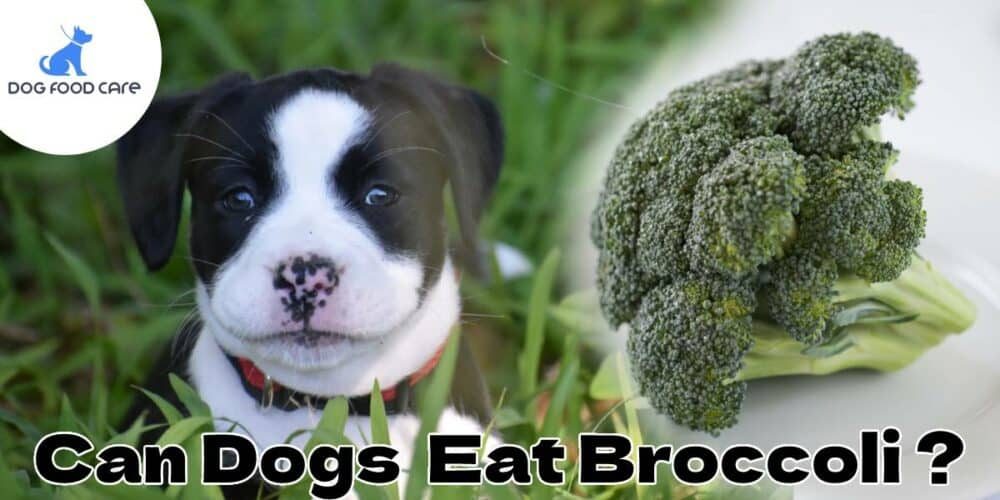 Can-Dogs-Eat-Broccoli