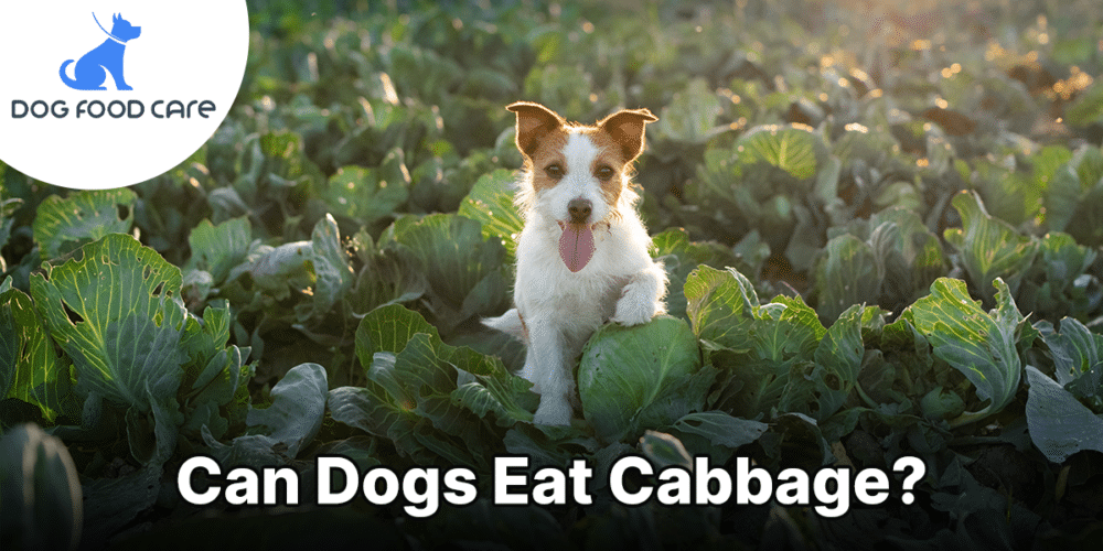 Can Dogs Eat Cabbage