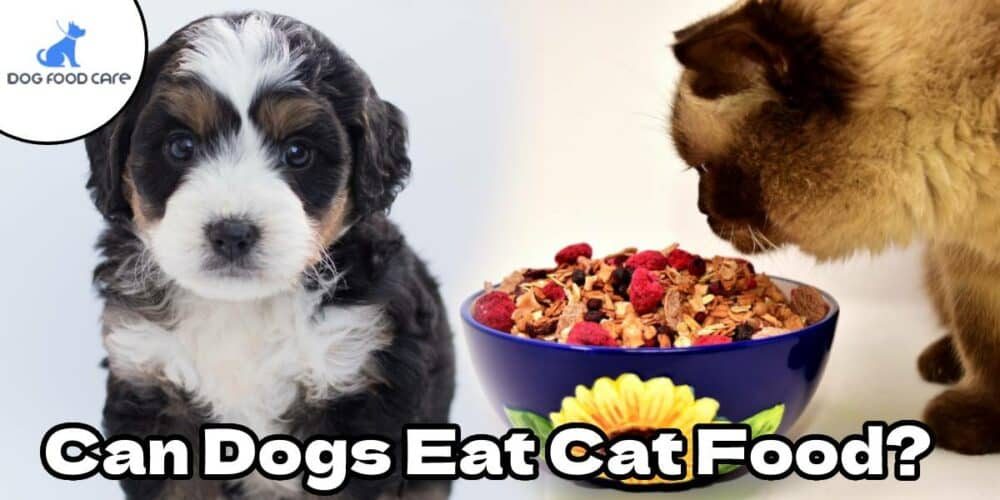 Can-Dogs-Eat-Cat-Food