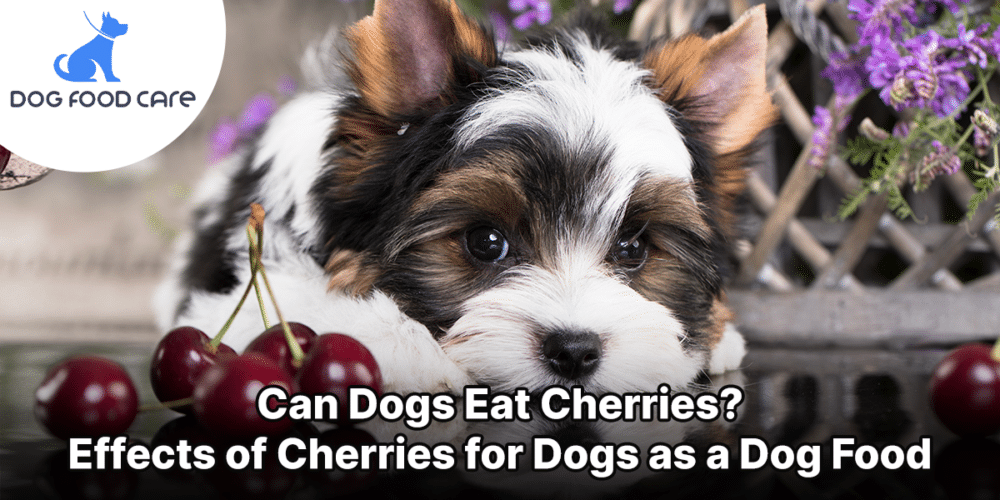 Can Dogs Eat Cherries Effects of Cherries for Dogs as a Dog Food