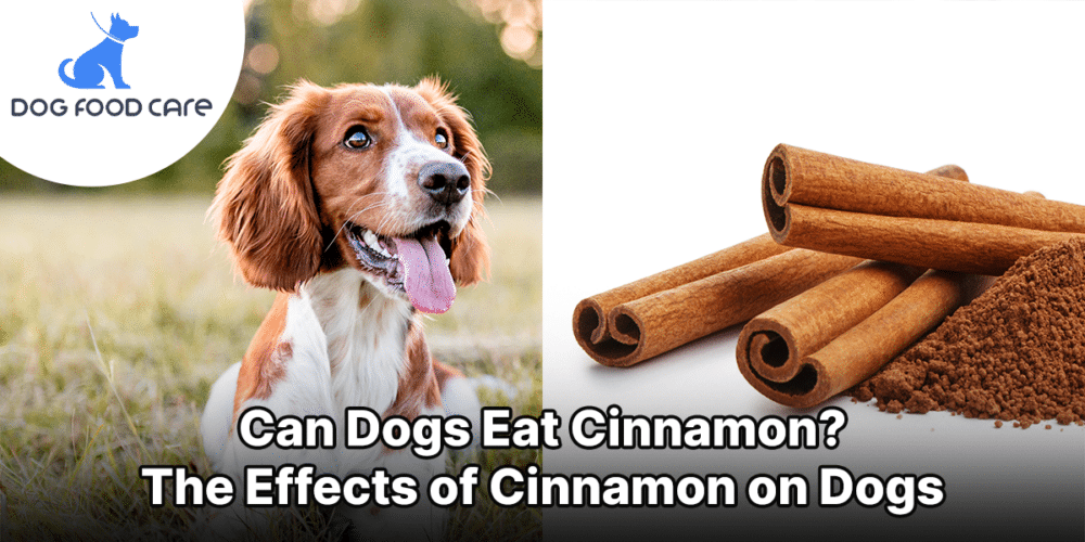 Can Dogs Eat Cinnamon The Effects of Cinnamon on Dogs