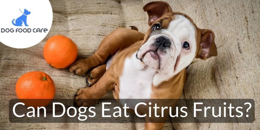 Can Dogs Eat Citrus Fruits