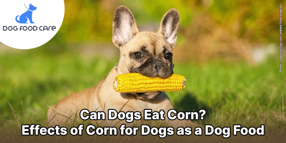 Can Dogs Eat Corn? Effects of Corn for Dogs as a Dog Food