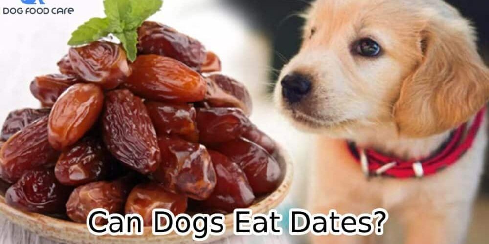 Can-Dogs-Eat-Dates