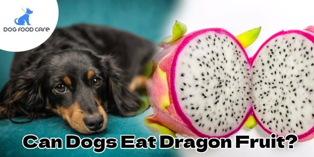 Can-Dogs-Eat-Dragon-Fruit