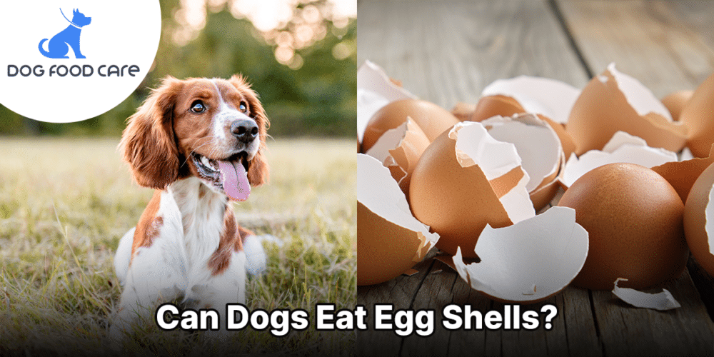 Can Dogs Eat Egg Shells