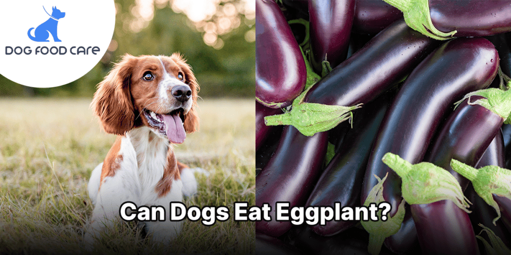 Can Dogs Eat Eggplant