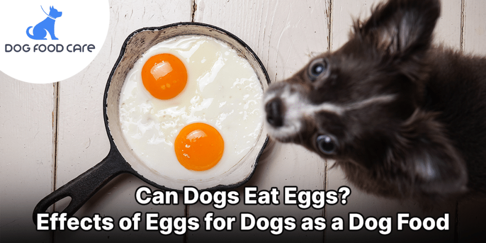 Can Dogs Eat Eggs Effects of Eggs for Dogs as a Dog Food