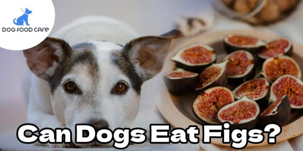 Can-Dogs-Eat-Figs