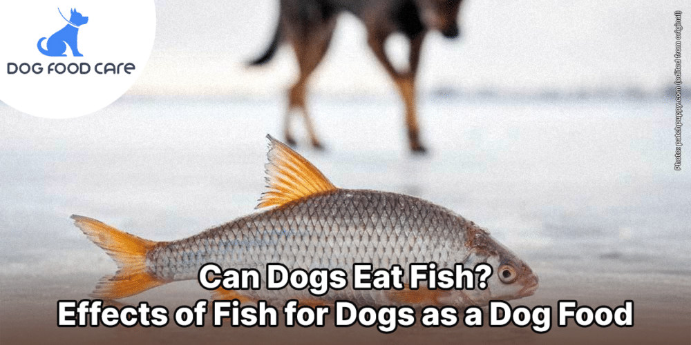 Can Dogs Eat Fish Effects of Fish for Dogs as a Dog Food