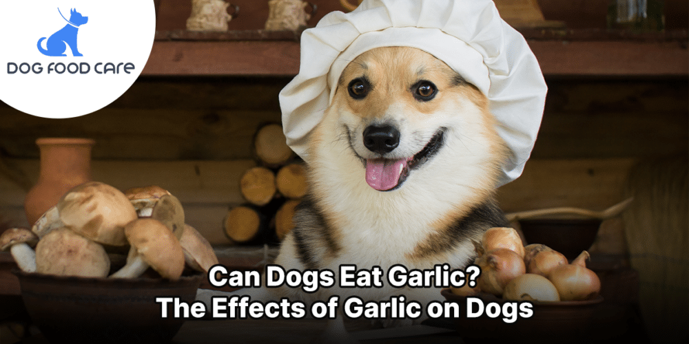 Can Dogs Eat Garlic The Effects of Garlic on Dogs