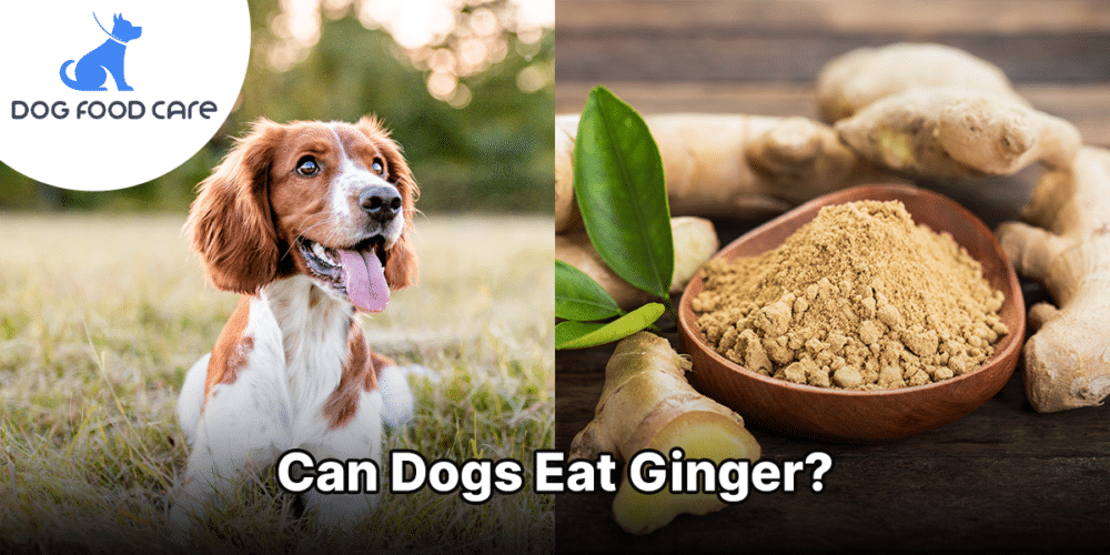 Can Dogs Eat Ginger