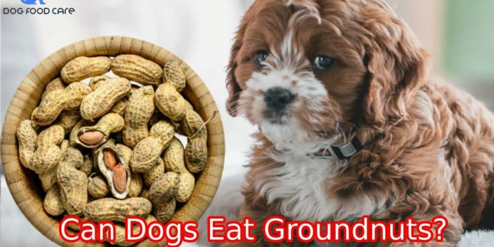 Can-Dogs-Eat-Groundnuts