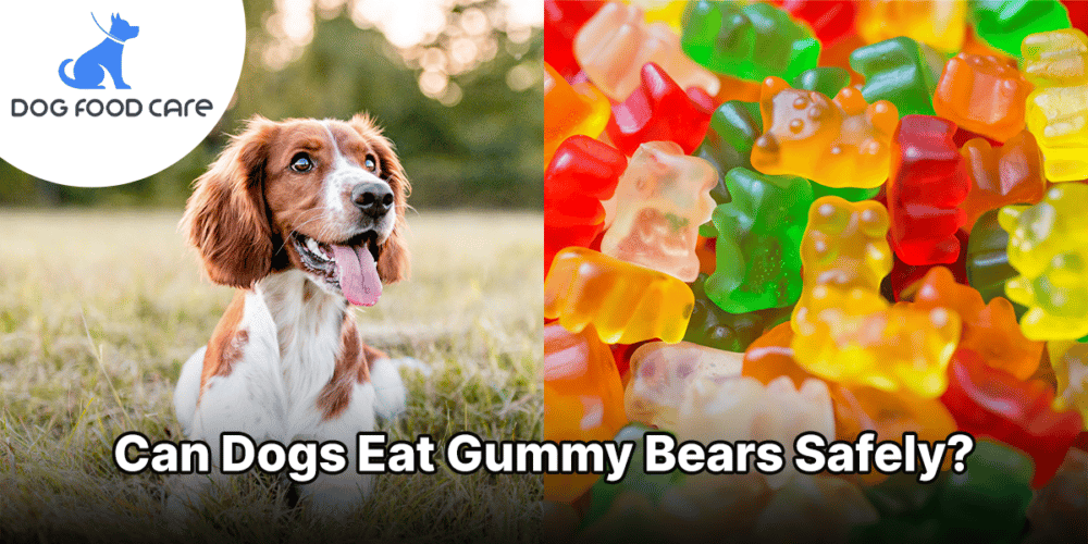 can dogs eat gummy bears dogfoodcare.com