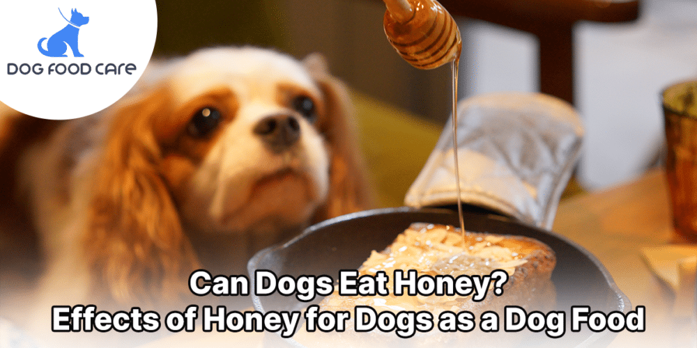 Can Dogs Eat Honey_ Effects of Honey for Dogs as a Dog Food