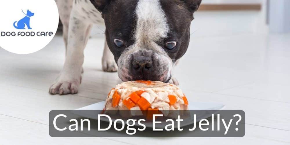 Can-Dogs-Eat-Jelly