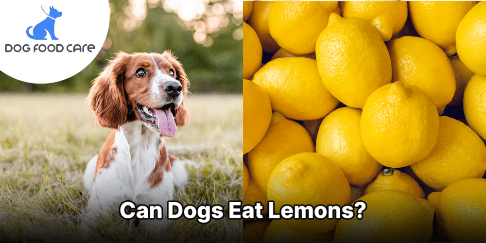 Can Dogs Eat Lemons