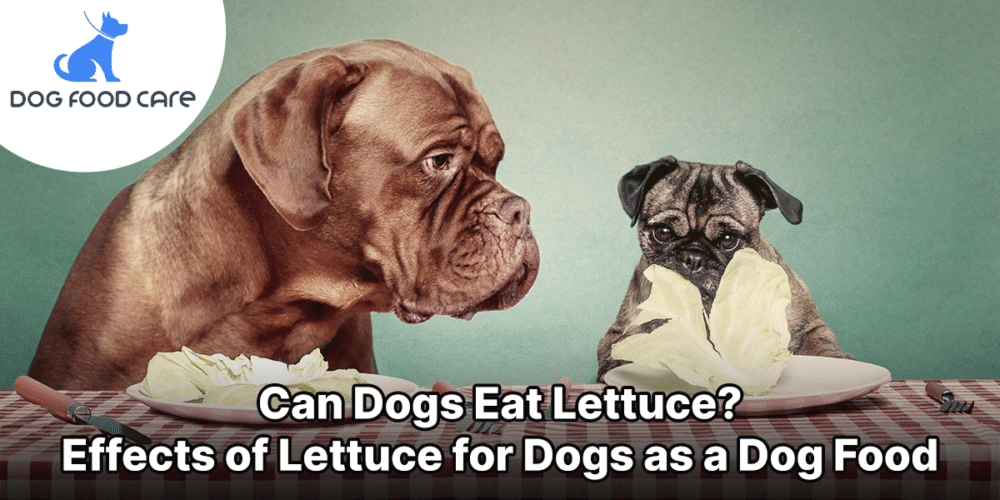 Can Dogs Eat Lettuce Effects of Lettuce for Dogs as a Dog Food