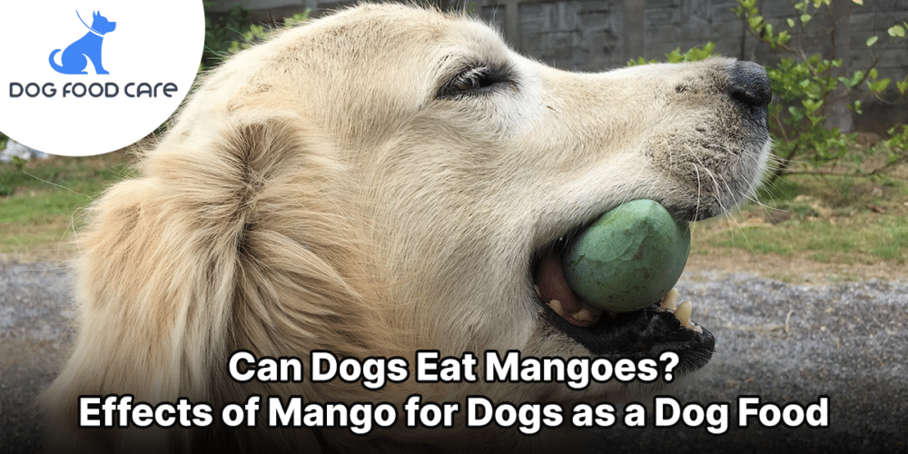 Can Dogs Eat Mango? Effects of Mango for Dogs as a Dog Food