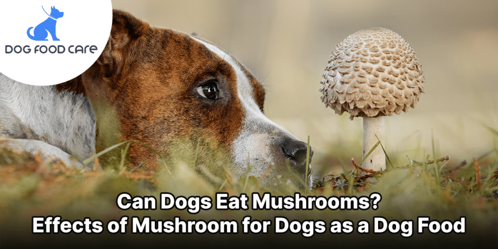 Can Dogs Eat Mushrooms_ Effects of Mushrooms for Dogs as a Dog Food