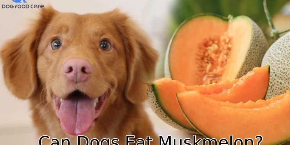 Can-Dogs-Eat-Muskmelon