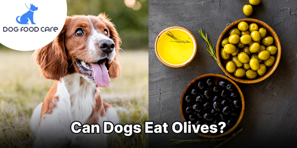 Can Dogs Eat Olives