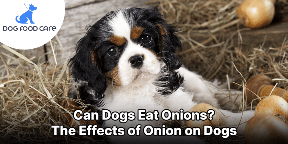 Can Dogs Eat Onions The Effects of Onion on Dogs