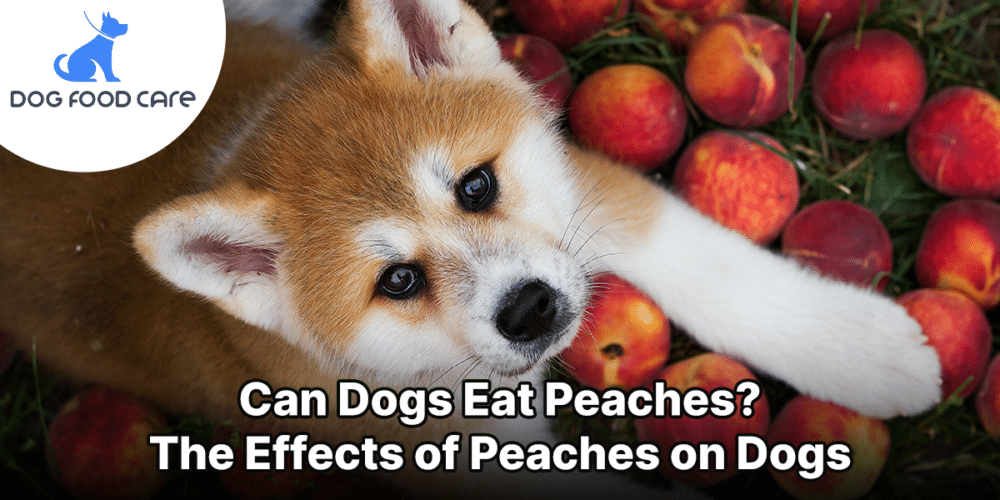 Can Dogs Eat Peaches? The Effects of Peaches on Dogs