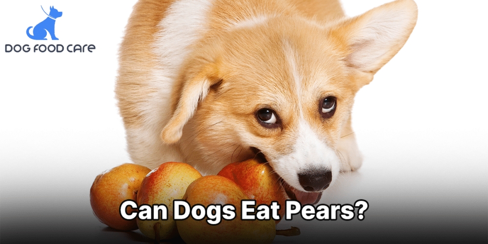 Can Dogs Eat Pears