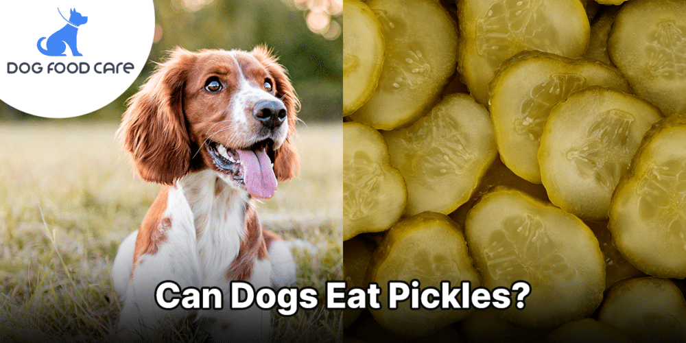 Can Dogs Eat Pickles