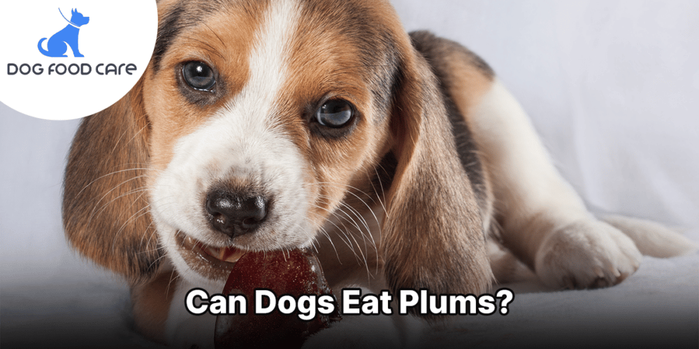 Can Dogs Eat Plums? Dog Food Care