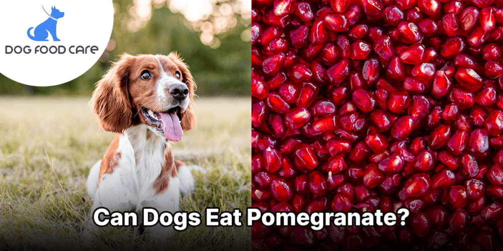 Can Dogs Eat Pomegranate