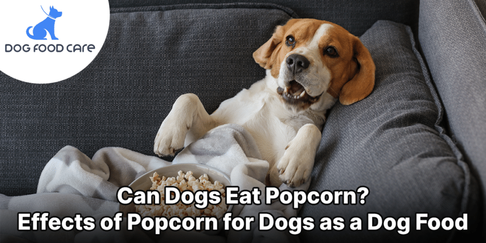 Can Dogs Eat Popcorn Effects of Popcorn for Dogs as a Dog Food