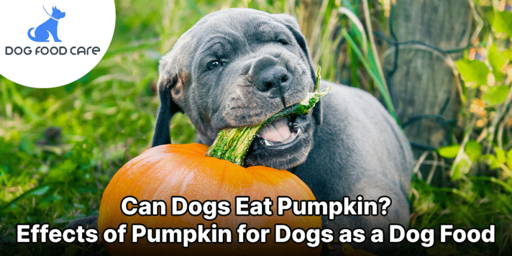Can Dogs Eat Pumpkin Effects of Pumpkin for Dogs as a Dog Food (1)
