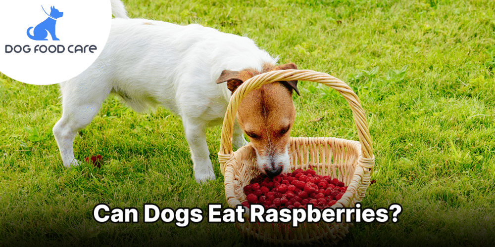 Can Dogs Eat Raspberries