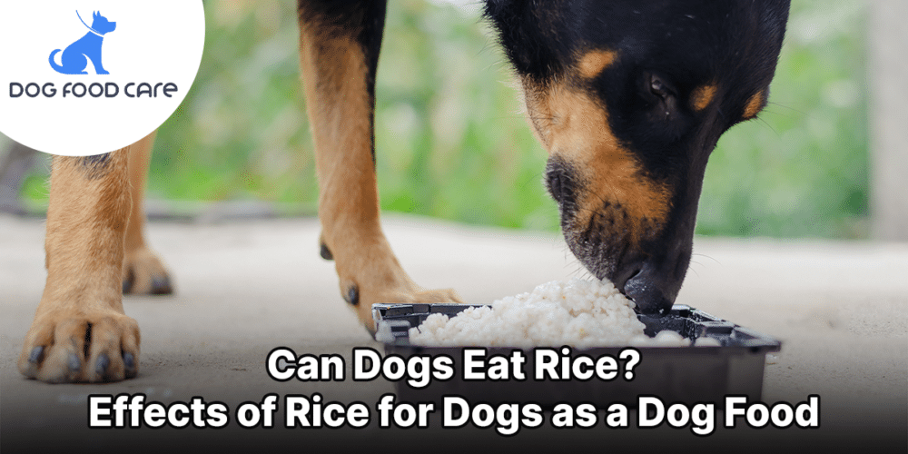 Can Dogs Eat Rice