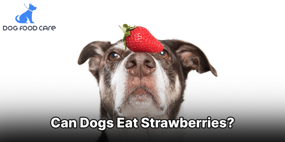 Can Dogs Eat Strawberries